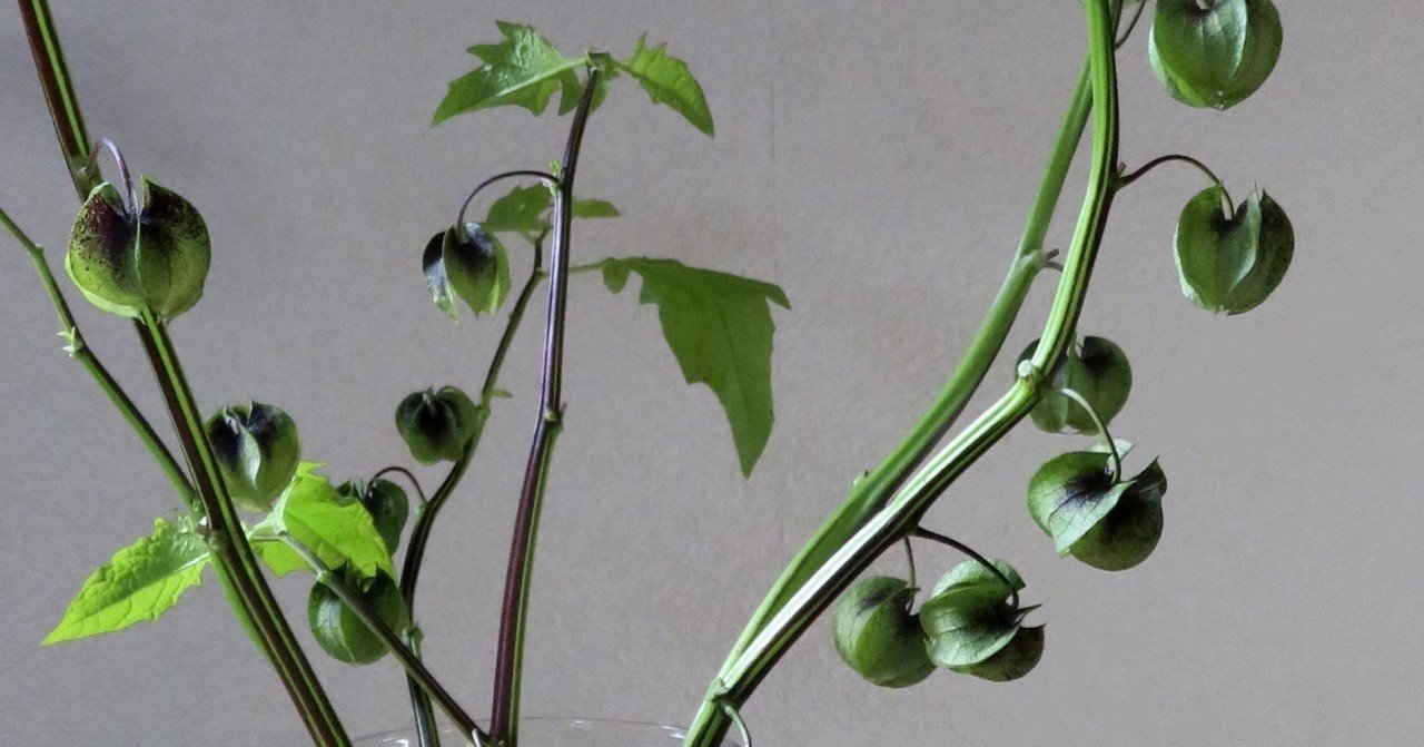 黒ほおずきが素敵 花と日々 Yas Note