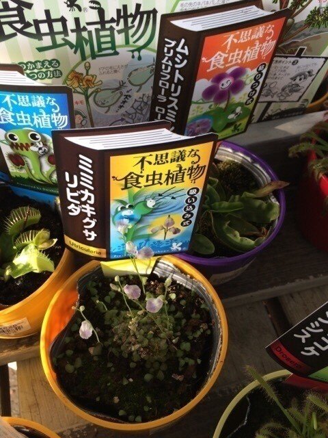 こないだホームセンターで見かけて おおっ と思って写真を撮りました ミミカキグサ たたむすたさんに見せたい 食虫植物とのこと どんなものなんだろ 鹿野がんこ Note こないだホームセンターで見かけて おおっ と思って写真を撮りました ミミカキグサ たたむすたさんに見せたい 食虫植物とのこと どんなものなんだろ 鹿野がんこ Note