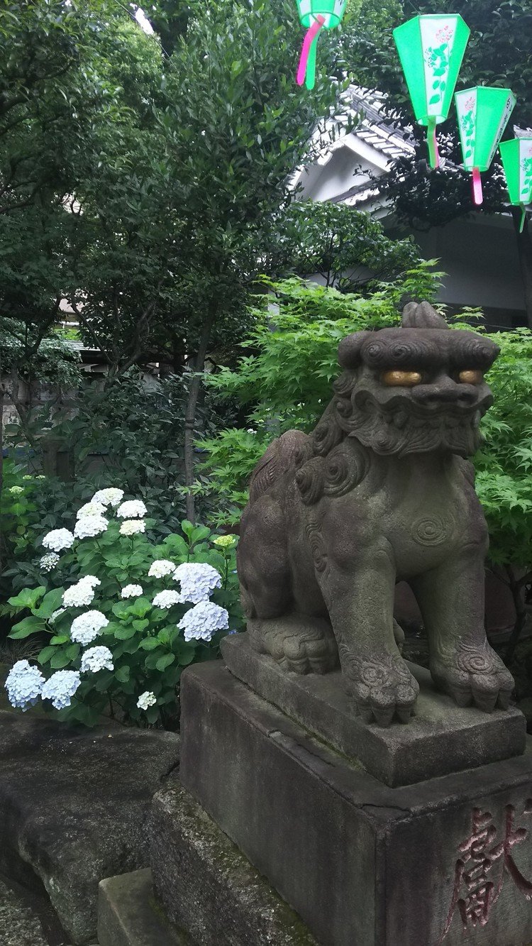 6月7日、白山神社へ行って来ました。紫陽花祭り前だったので、少し盛りには早かったかな。