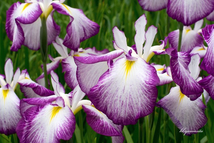 梅雨の時期の花といえば、