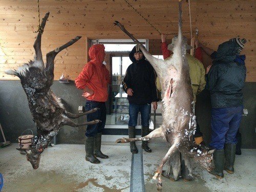 鹿を解体をして食べた話 肉村ハム蔵 Note
