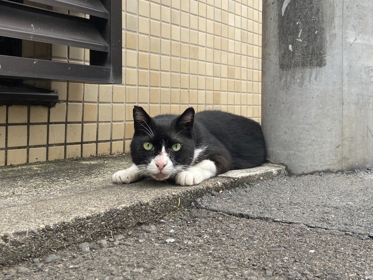 猫のはなし 猫みっけ ロビンソンズ 北澤ひとし Note 猫のはなし 猫みっけ ロビンソンズ 北澤ひとし Note