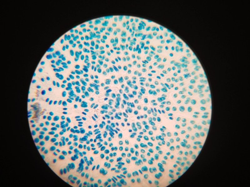 情報機器が発達した現代でも生物の授業でスケッチさせる意味 Katsuya Saito Note