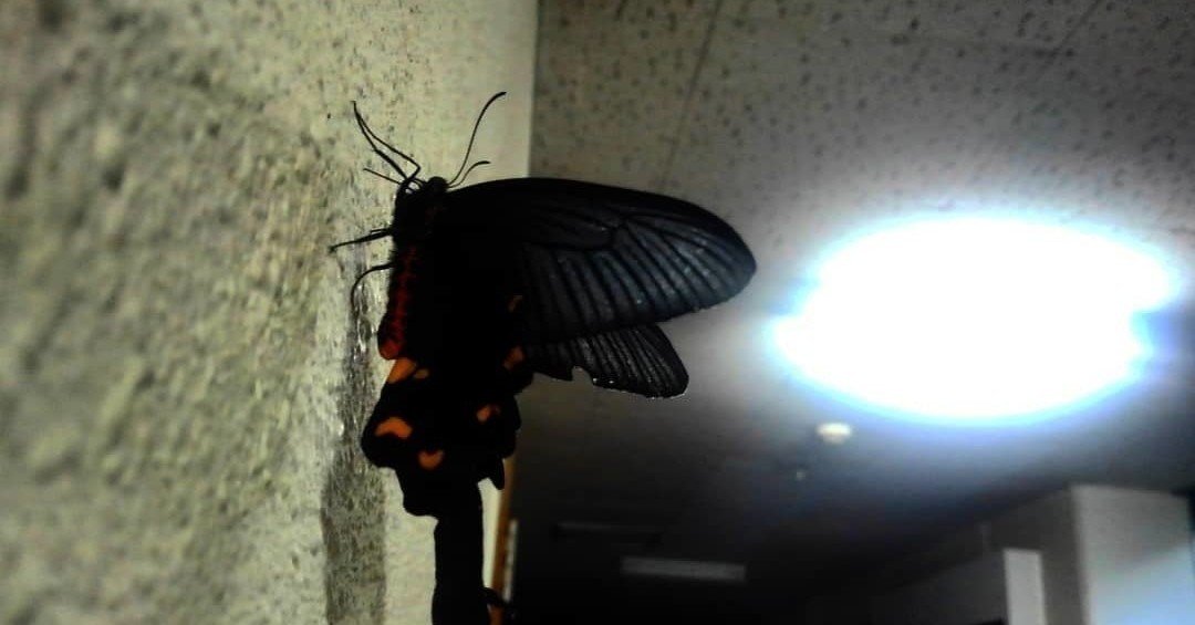 黒いアゲハ蝶と僕 じょっこー Note 黒いアゲハ蝶と僕 じょっこー Note