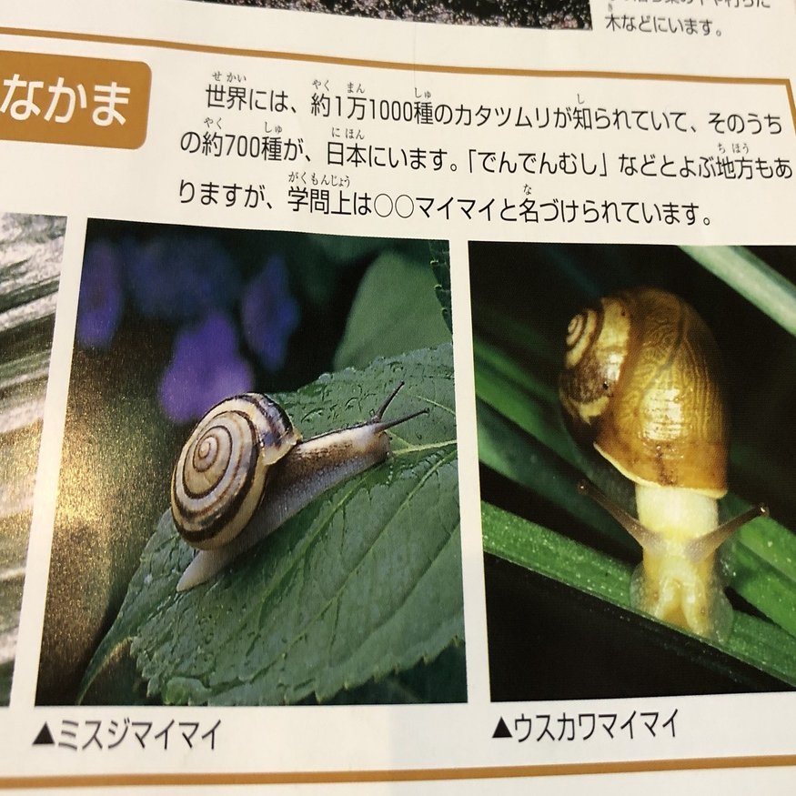 カタツムリにハマる Honeypoo Note
