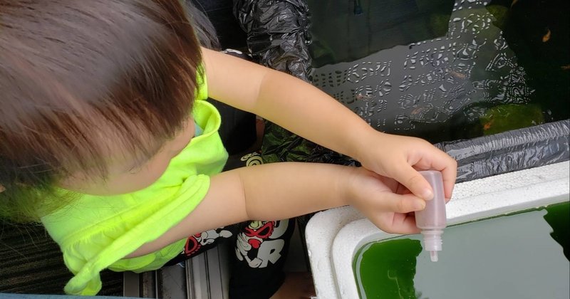 夏の自由研究 高級メダカ孵化キットをご購入のお客様へ 星と月のお姫様 Note