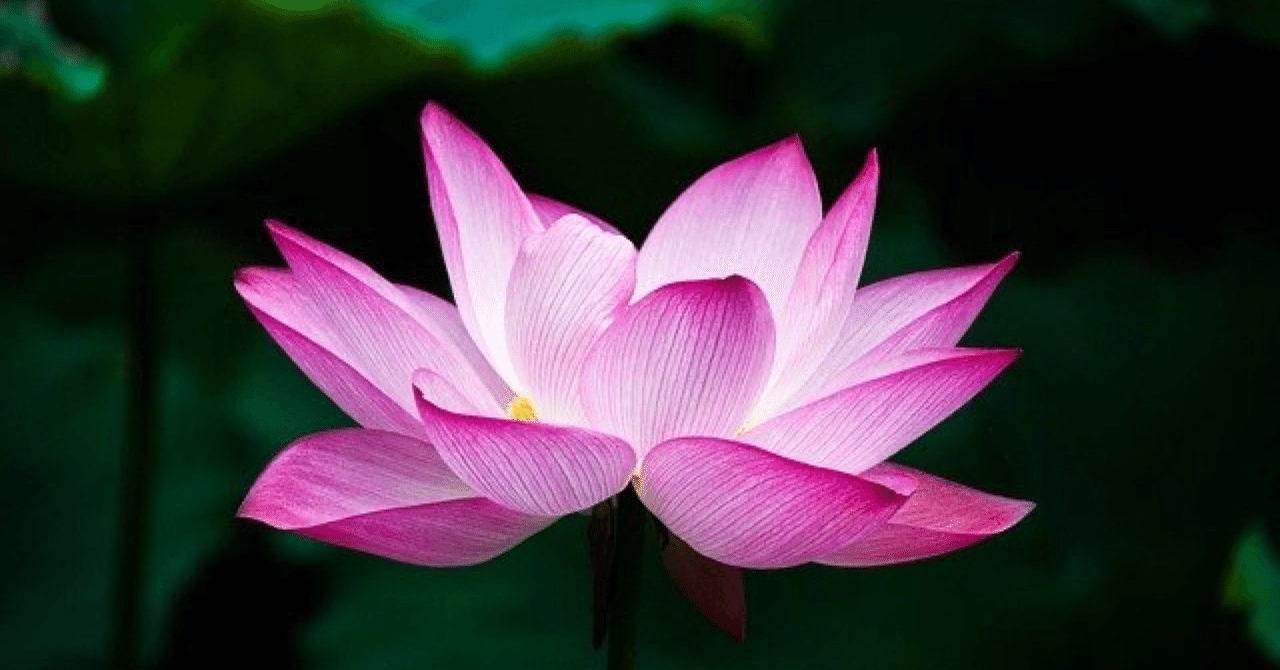 パートナーとの連絡頻度 トッキー Note