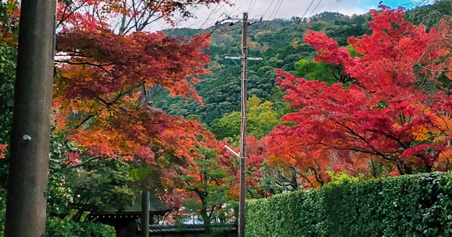 蟲師と感想 緑の座 Bow Note