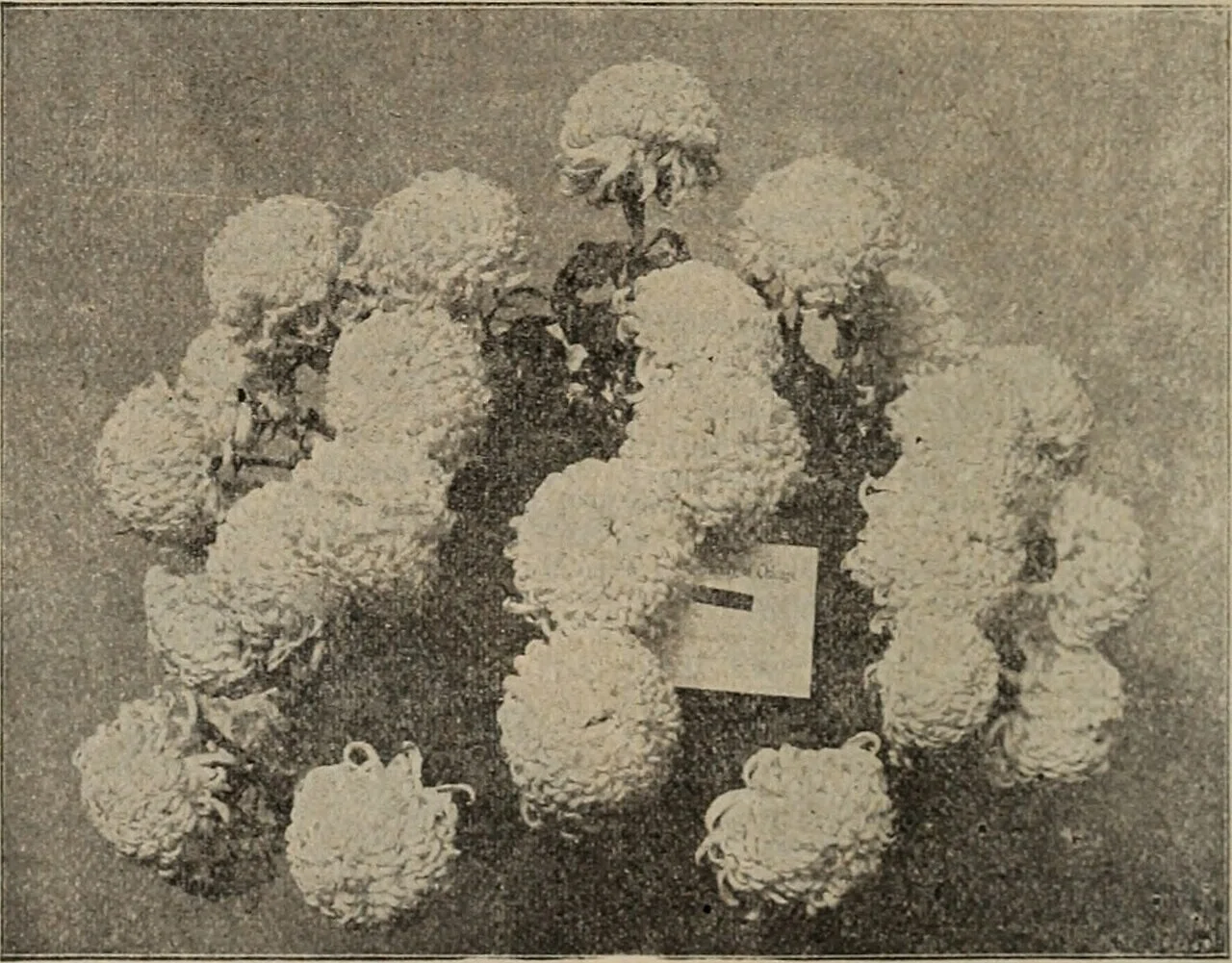 1899年、温室で育てられた花々を写した古い記録写真。環境を整えて植物を育てる実践は古くからあり、次の節で語る今日から始める植物工場へと発想がつながる。