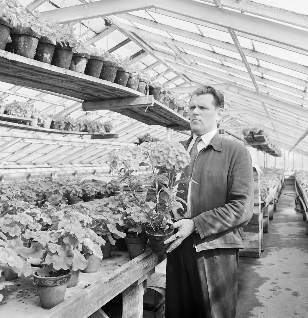 1958年、ヘルシンキ近郊の温室で鉢花を手にする作業員の写真。人工的な環境の中で植物を育てる姿は、太陽光に頼らない植物工場の考え方へとつながる。