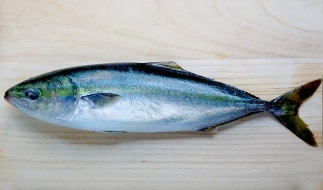 カンパチとハマチ イナダの違いは 若手料理人ゆう Note