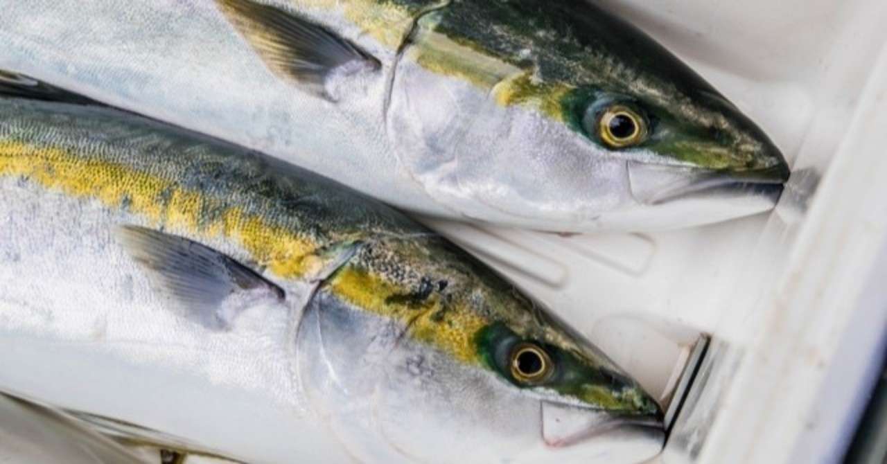 カンパチとハマチ イナダの違いは 若手料理人ゆう Note