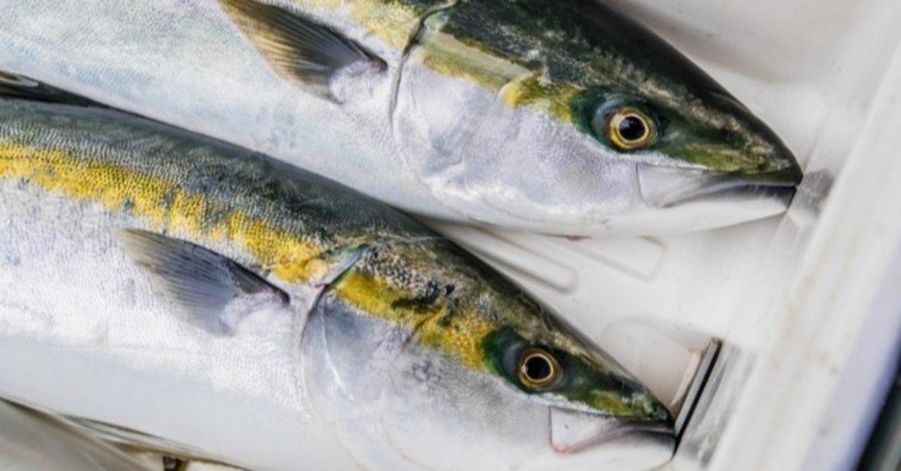 カンパチとハマチ イナダの違いは 若手料理人ゆう Note カンパチとハマチ イナダの違いは 若手料理人ゆう Note