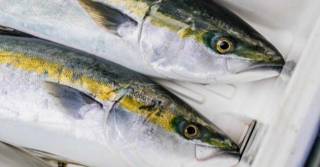 カンパチとハマチ イナダの違いは 若手料理人ゆう Note