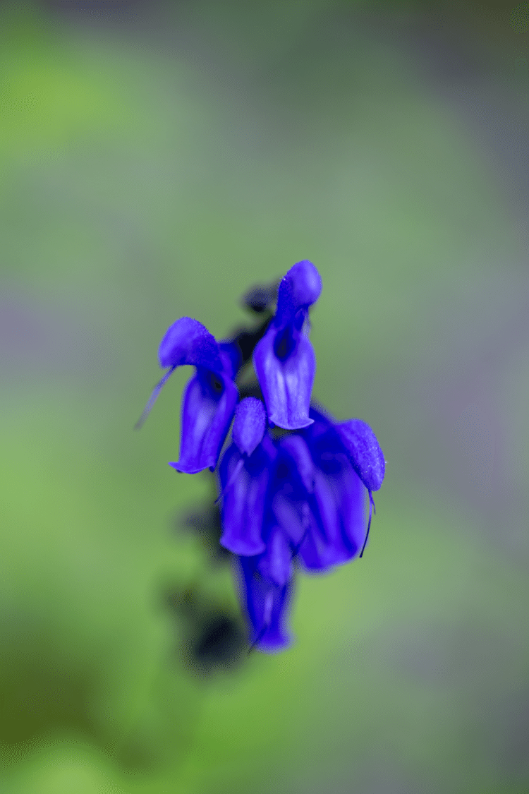 サルビア ガラニチカ の新着タグ記事一覧 Note つくる つながる とどける