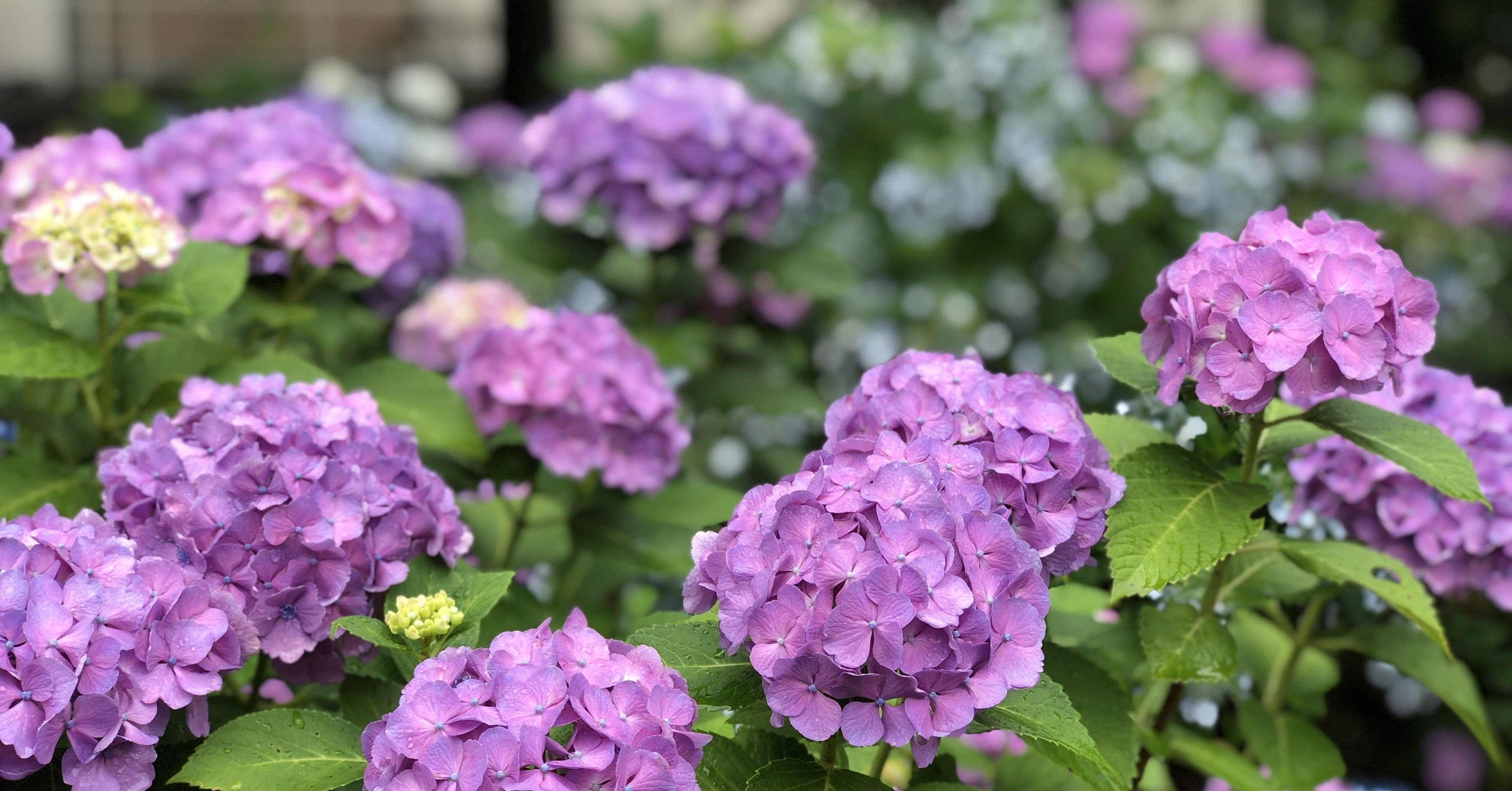 おさらい 未来を表す疑問文 ほしのや まさる Note