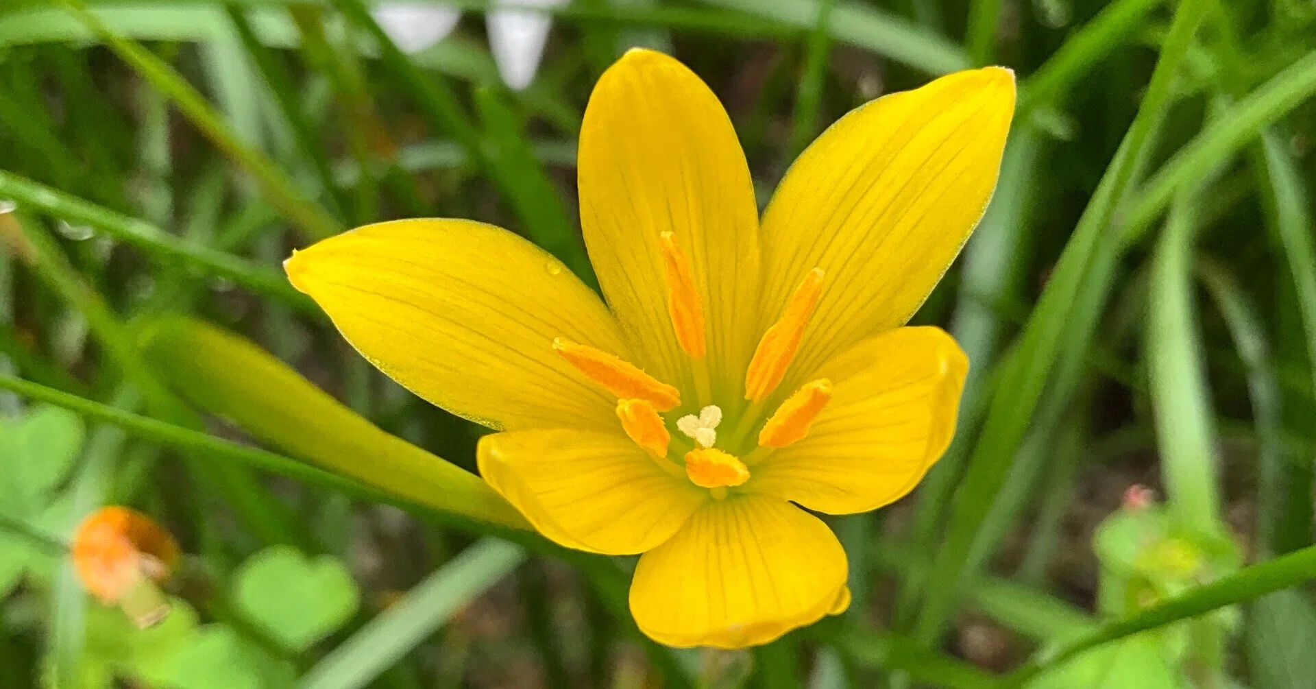 ゼフィランサス類（京都府立植物園）：2026年9月24日（木）｜藤井秀昭