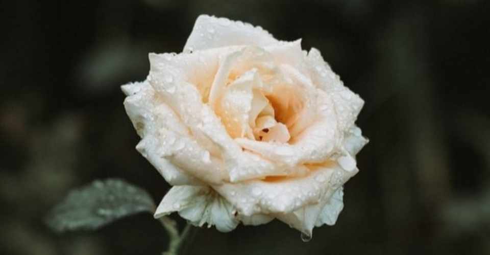 ベルサイユのばら ミーアキャット Note