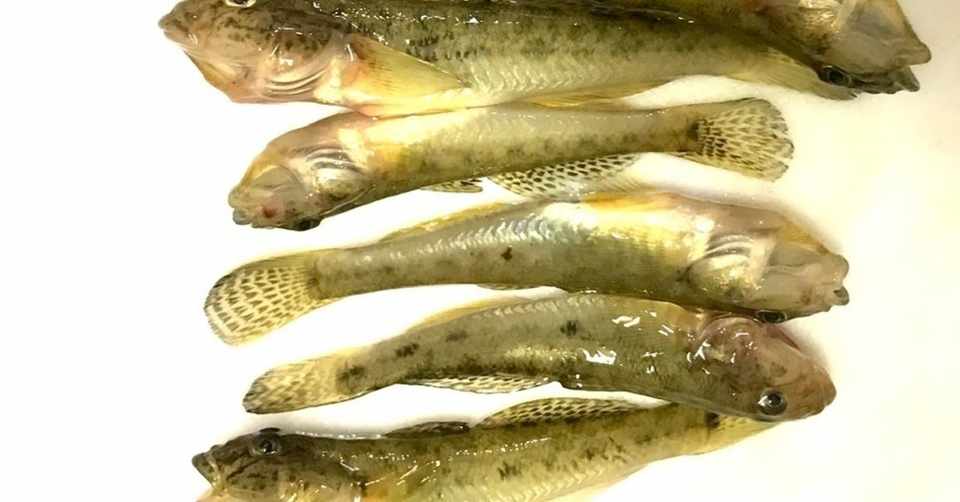ハゼ釣りの季節がやって来た 東の京の田舎市民 Note