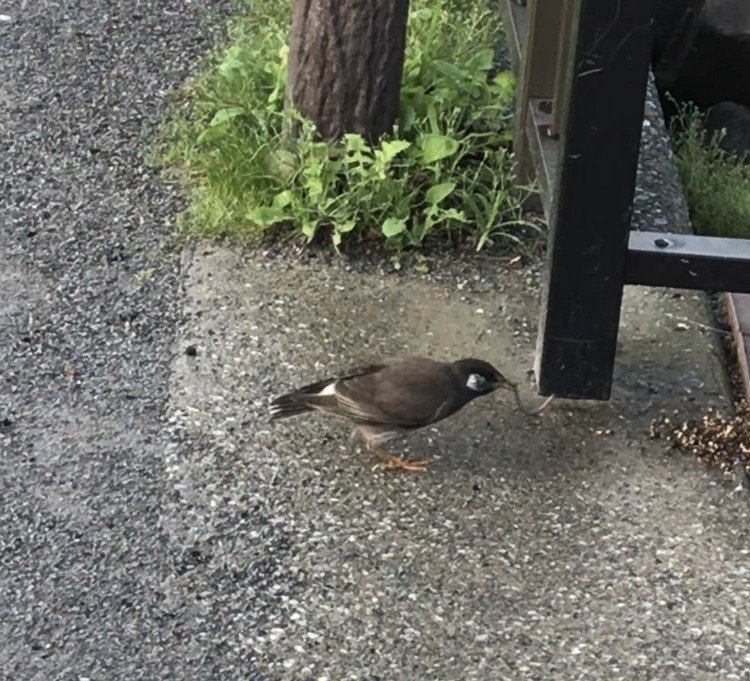 ハゼ釣りの季節がやって来た 東の京の田舎市民 Note