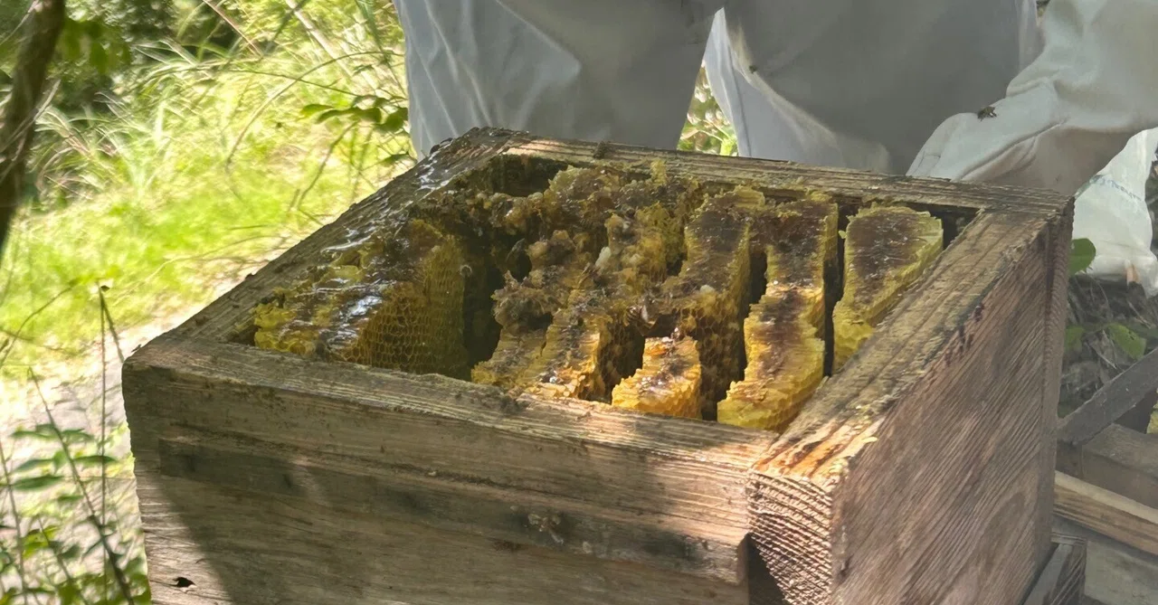 🐝太陽の下に、小さな住人🐝 いよいよ採蜜🍯～二ホンミツバチ