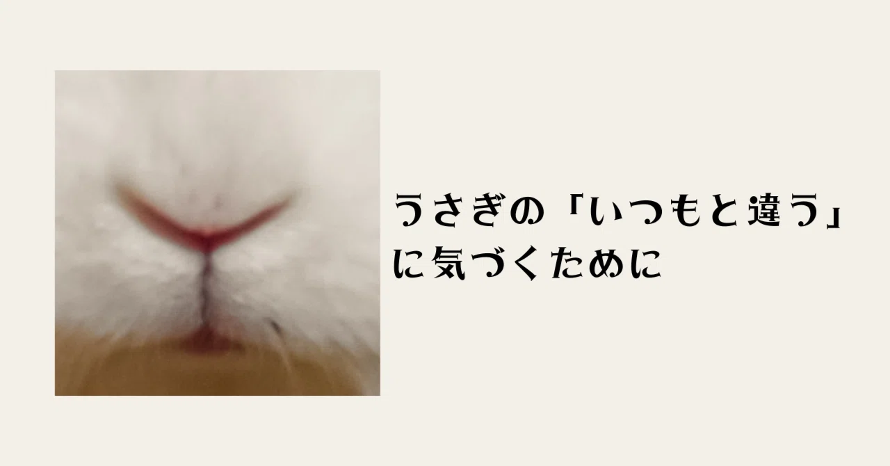 3.うさぎの「いつもと違う」に気づくために。毎日見ておきたい5つのポイント