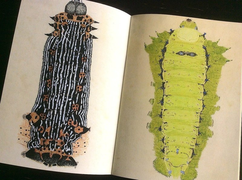 Vol 0 虫めづるイラストレーター桃山鈴子さんのイモムシ本をつくります 工作舎 Note Vol 0 虫めづるイラストレーター桃山鈴子さんのイモムシ本をつくります 工作舎 Note
