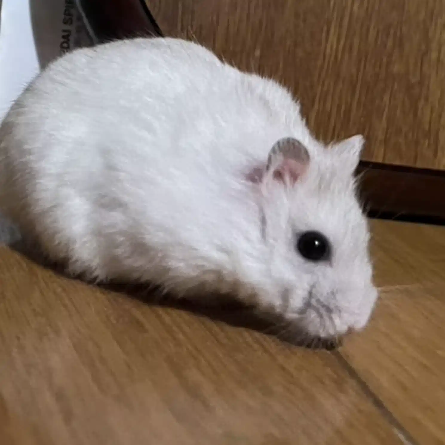 こんぽてと