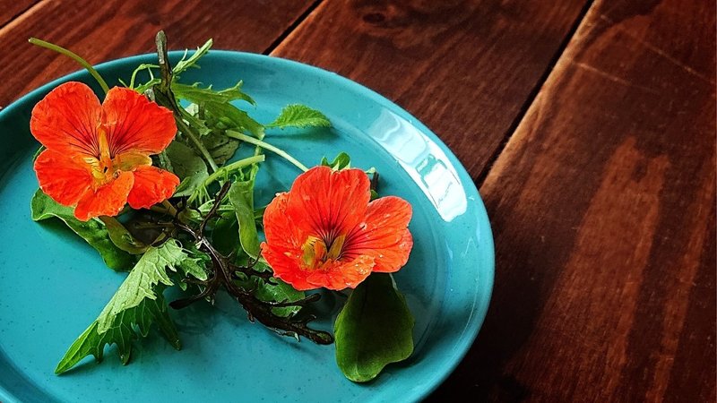 食べられるお花 ナスタチウム つぐみ Note 食べられるお花 ナスタチウム つぐみ Note