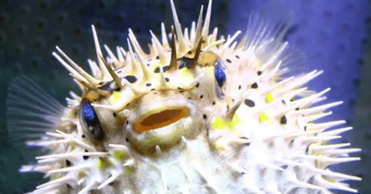 嘘付いたらハリセンボン飲ーます ふじむ Note