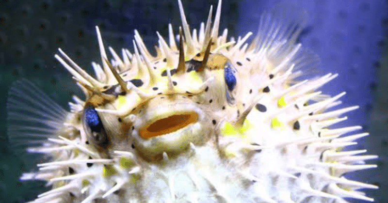 嘘付いたらハリセンボン飲ーます ふじむ Note