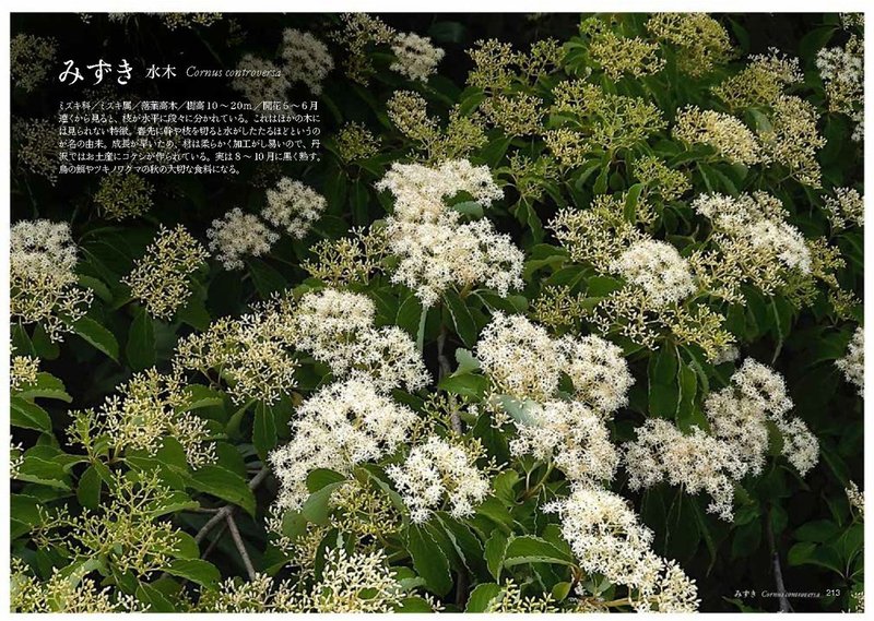 み の花 Taku Note み の花 Taku Note