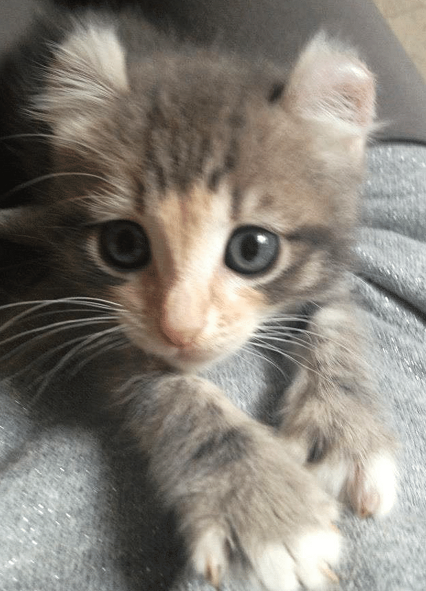 名前のもつ力ってあるのかも 運命を感じるわが家の猫ちゃんズの名前 いい部屋ペット いい部屋ネット 公式 Note