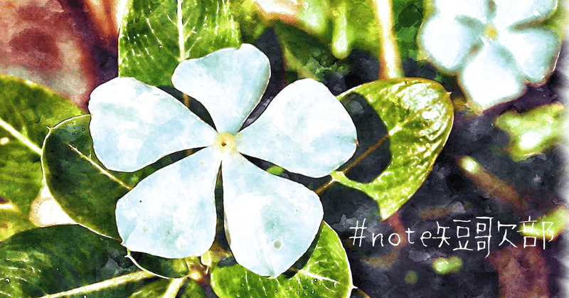 短歌 7月30日 誕生花は日々草 Note短歌部 御子柴 流歌 Note