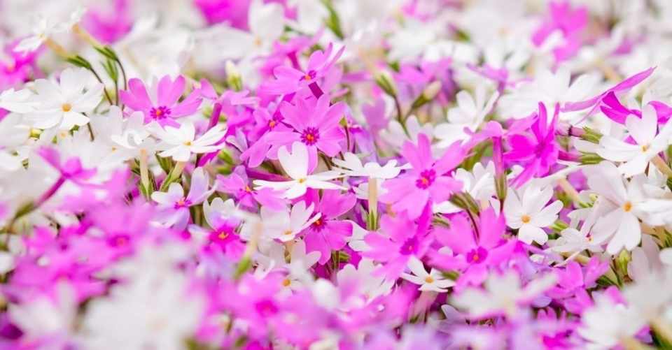 31 00 これ聞くと涙腺崩壊の危機 浜崎あゆみ Seasons 大口美樹 シングルマザーの笑顔を応援する会 Note