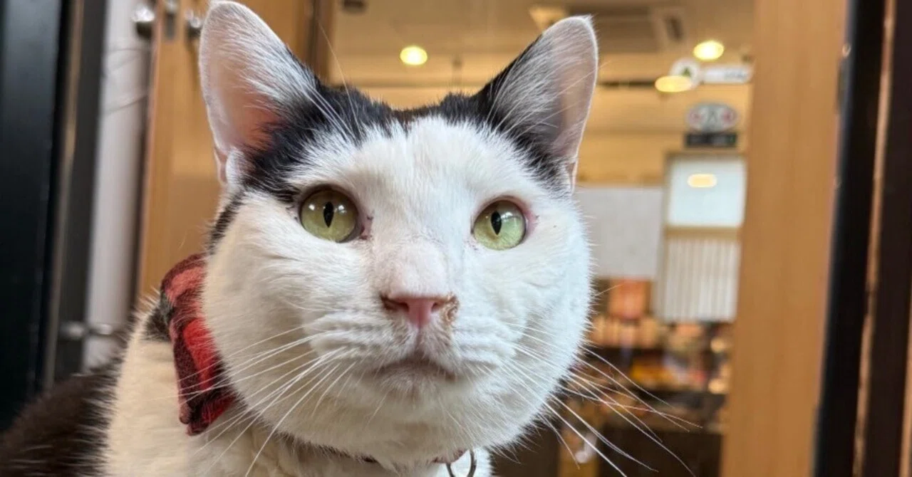 043 猫温泉「茂美の湯」に行ったら看板猫が案内してくれた