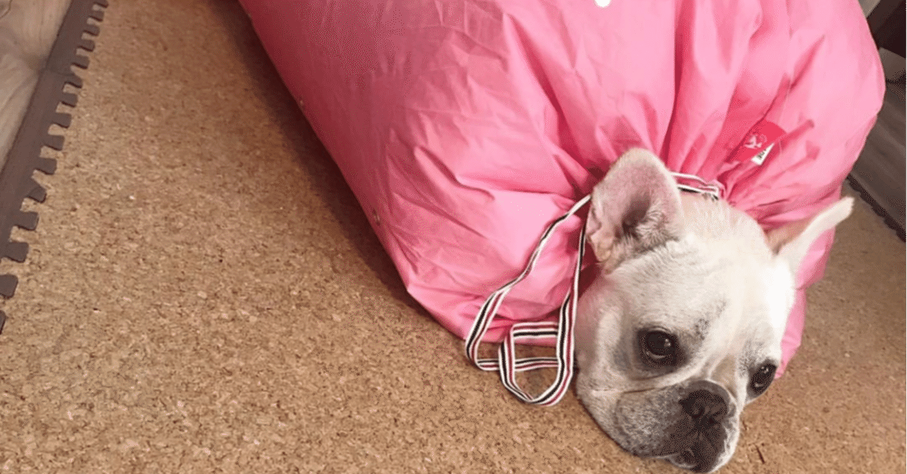 フレンチブルドッグ の新着タグ記事一覧 Note つくる つながる とどける