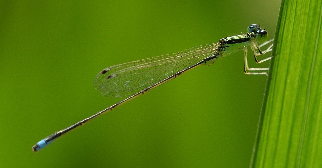 お詫び イトトンボの同定ミス T Koba Note お詫び イトトンボの同定ミス T Koba Note