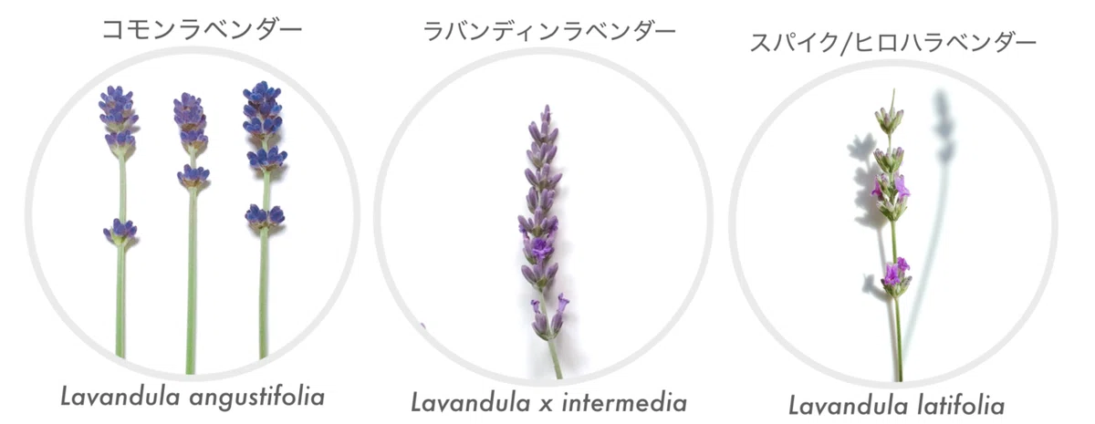 3原種