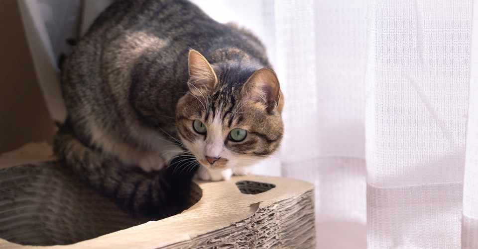 Iot事例紹介 愛猫を守る スマートペットトイレ 株式会社ミラ Note