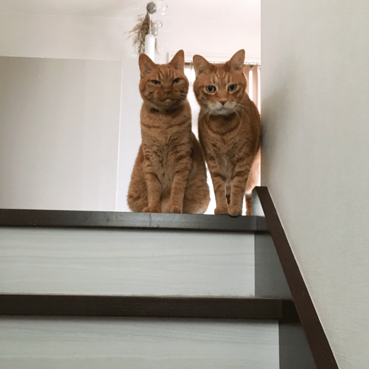 二人ともが"待ってる"顔してます。「ママ早く戻ってきて」て不安そー。でも、ママは下の階に行っただけなんです。