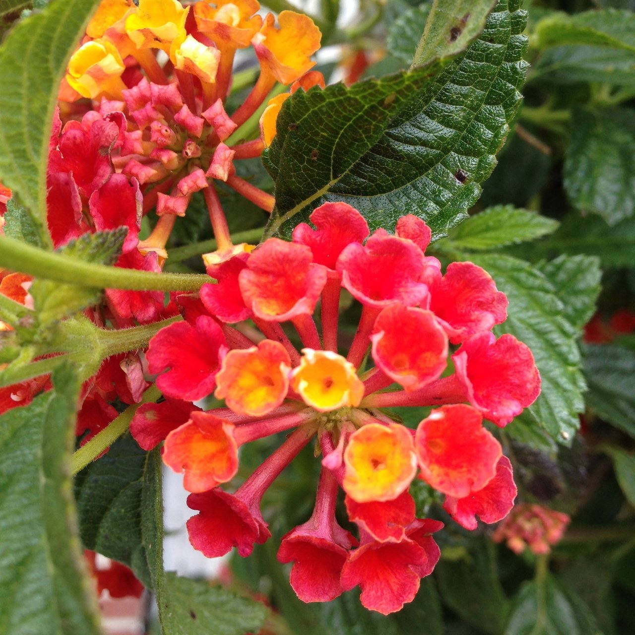 このお花 赤 オレンジ 黄色のグラデーションがとってもキレイ なんて名前の花なんだろう Miho Namba Note