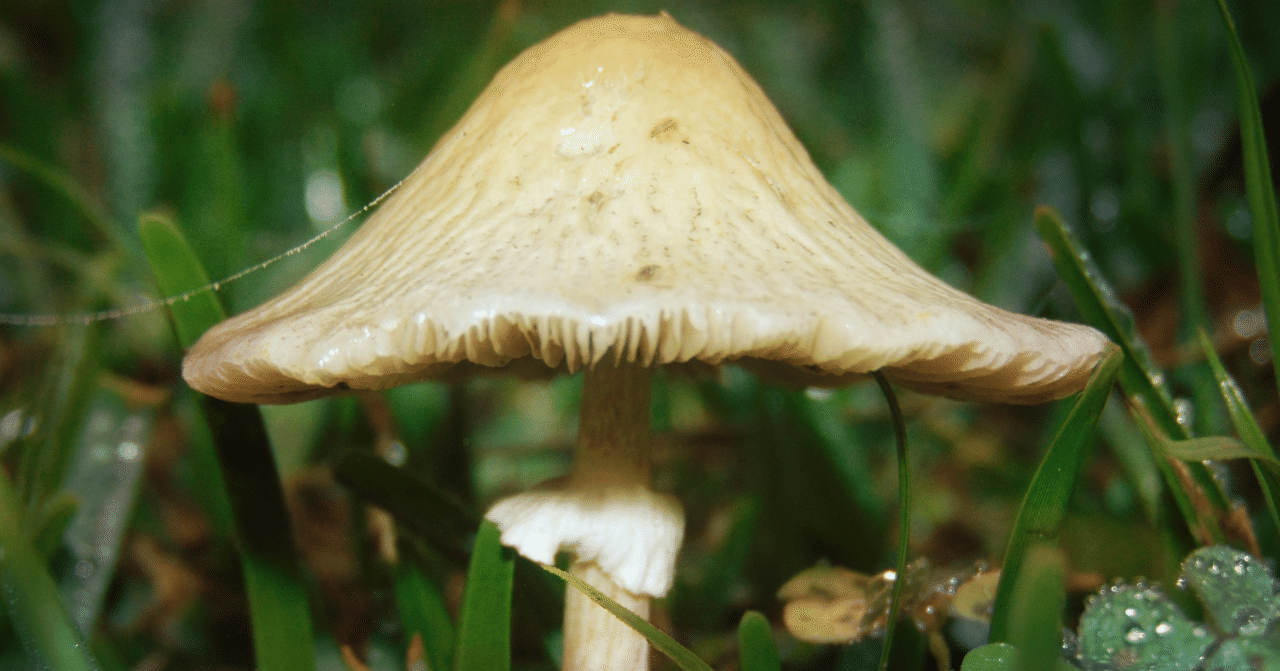 キノコのお話 Menderu68 Note キノコのお話 Menderu68 Note