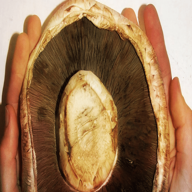 キノコのお話 Menderu68 Note