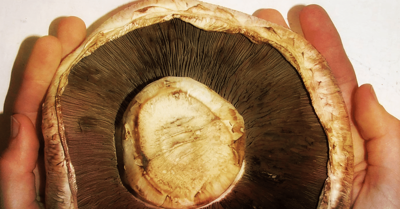 キノコのお話 Menderu68 Note キノコのお話 Menderu68 Note