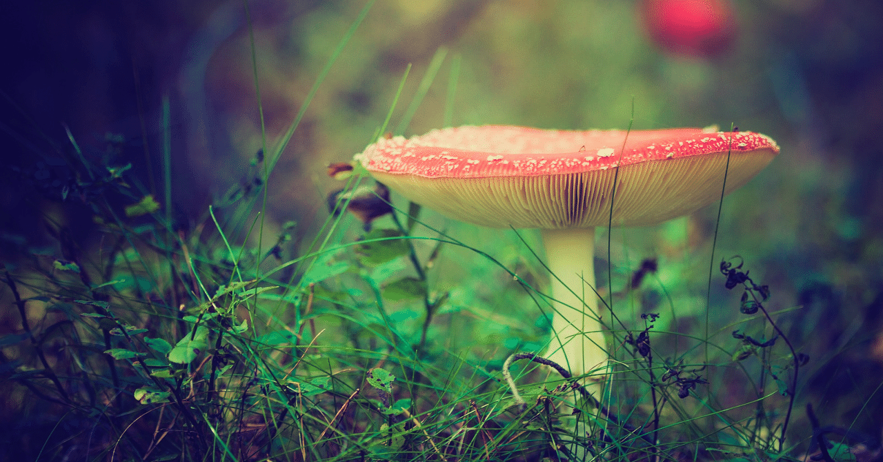 キノコのお話 Menderu68 Note キノコのお話 Menderu68 Note