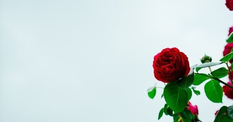枯れた薔薇の香り はな Note