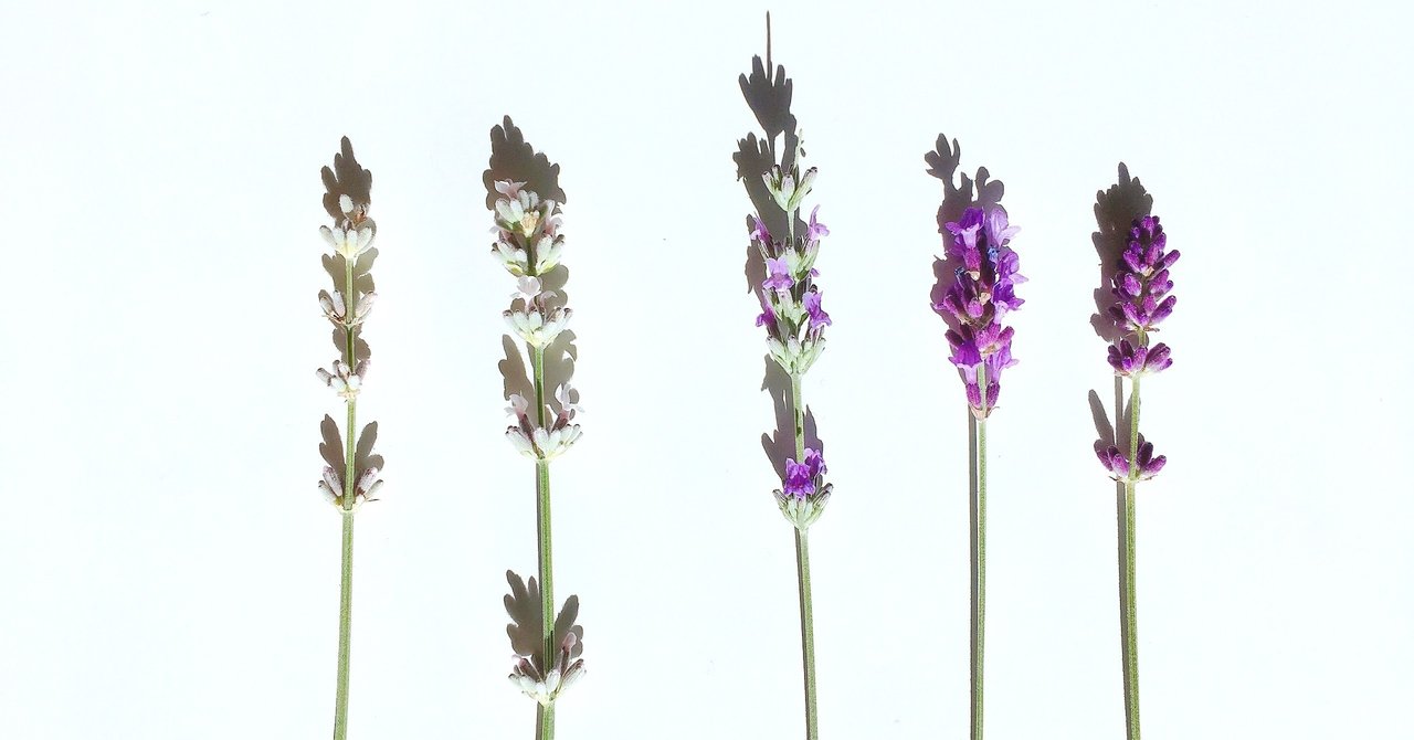 ヒロハラベンダー L Latifolia の開花 エフゲニーマエダ 平成林業 Note