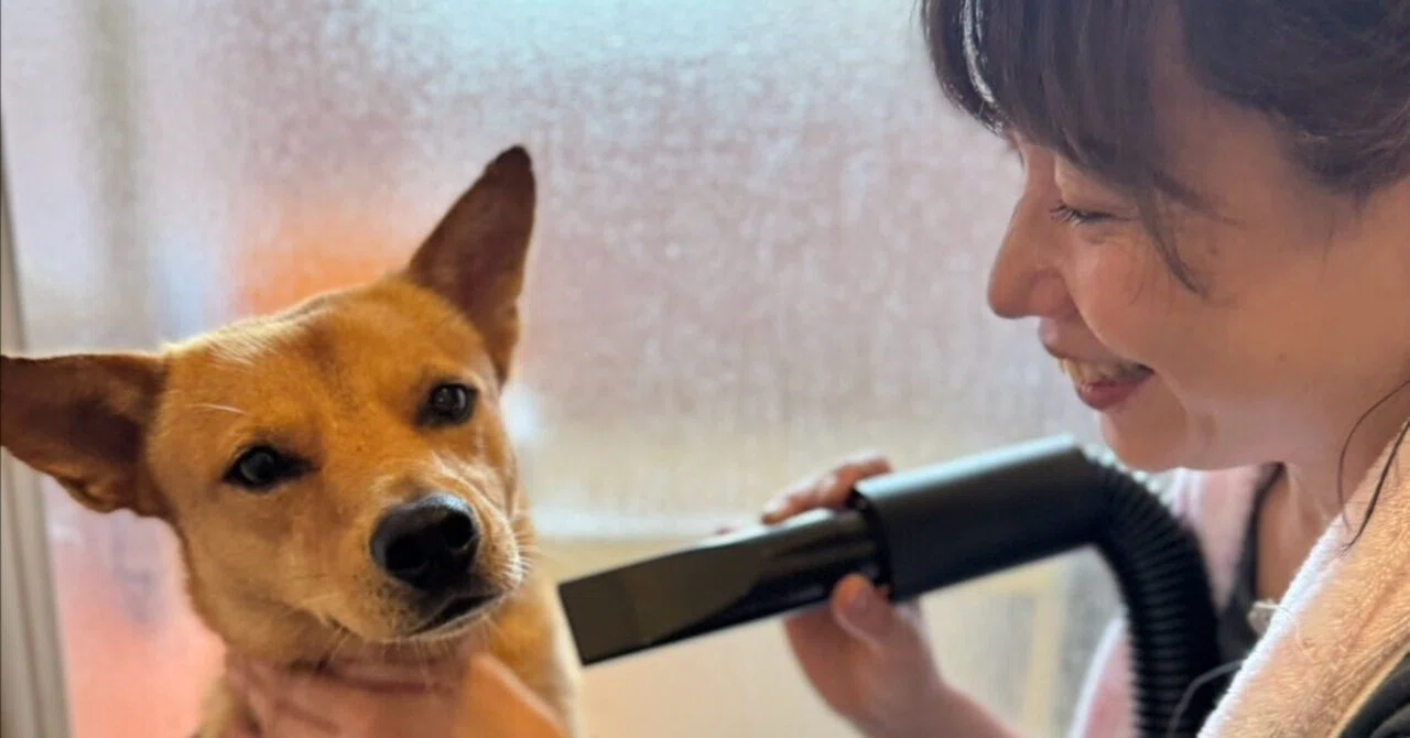 Rescue Dog Volunteer September Activity Report🐶💗｜保護犬活動chapter