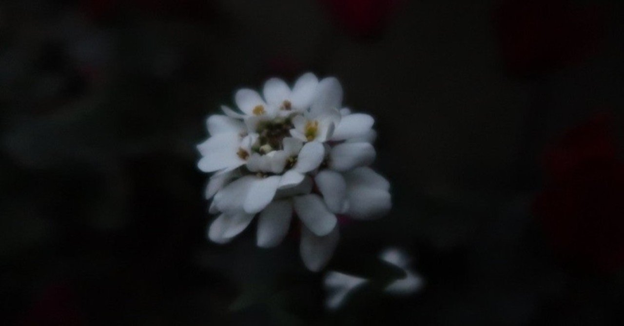 振り向いて 椿 Tsubaki Note